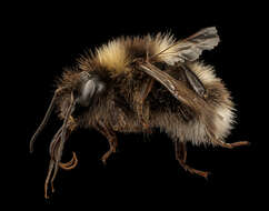 Plancia ëd Bombus hortorum (Linnaeus 1761)