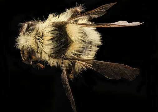 Image of Black Tail Bumble Bee