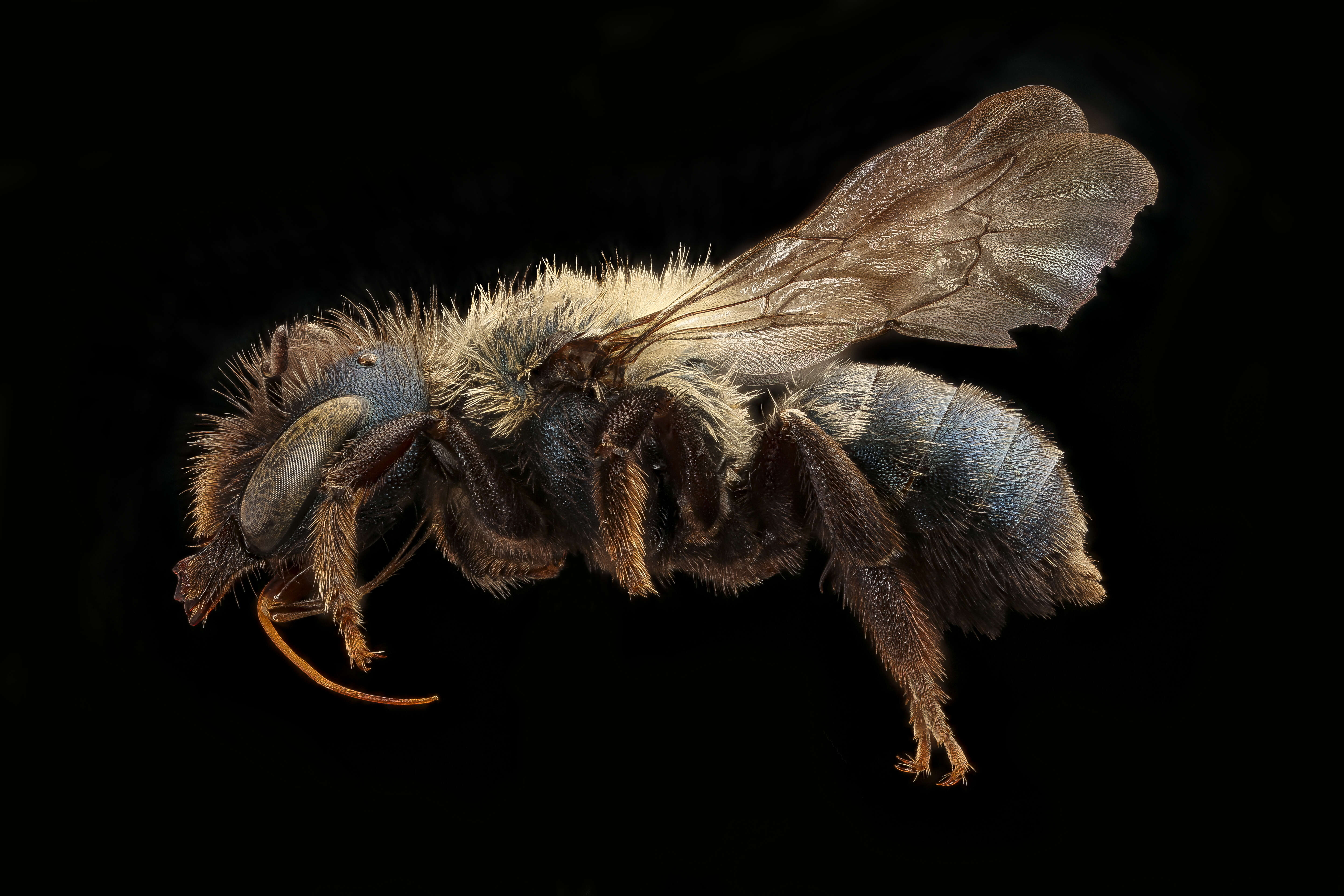 Image de Osmia inurbana Cresson 1878