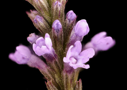 Image of swamp verbena