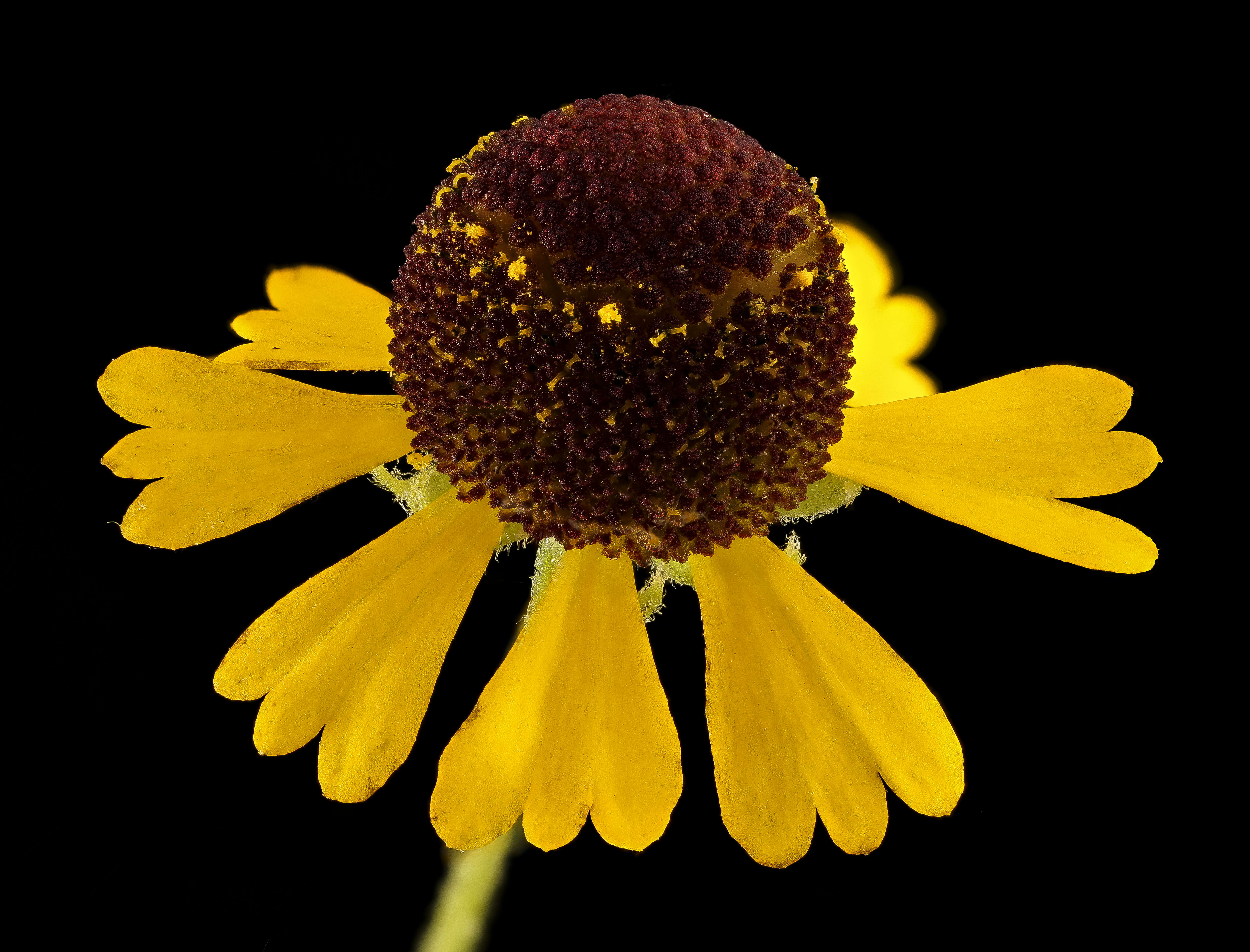 Image of purplehead sneezeweed