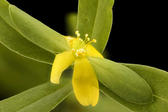 Imagem de Hypericum hypericoides (L.) Crantz