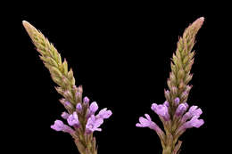 Image of swamp verbena