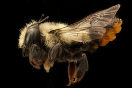 Image of Black-and-gray Leaf-cutter Bee