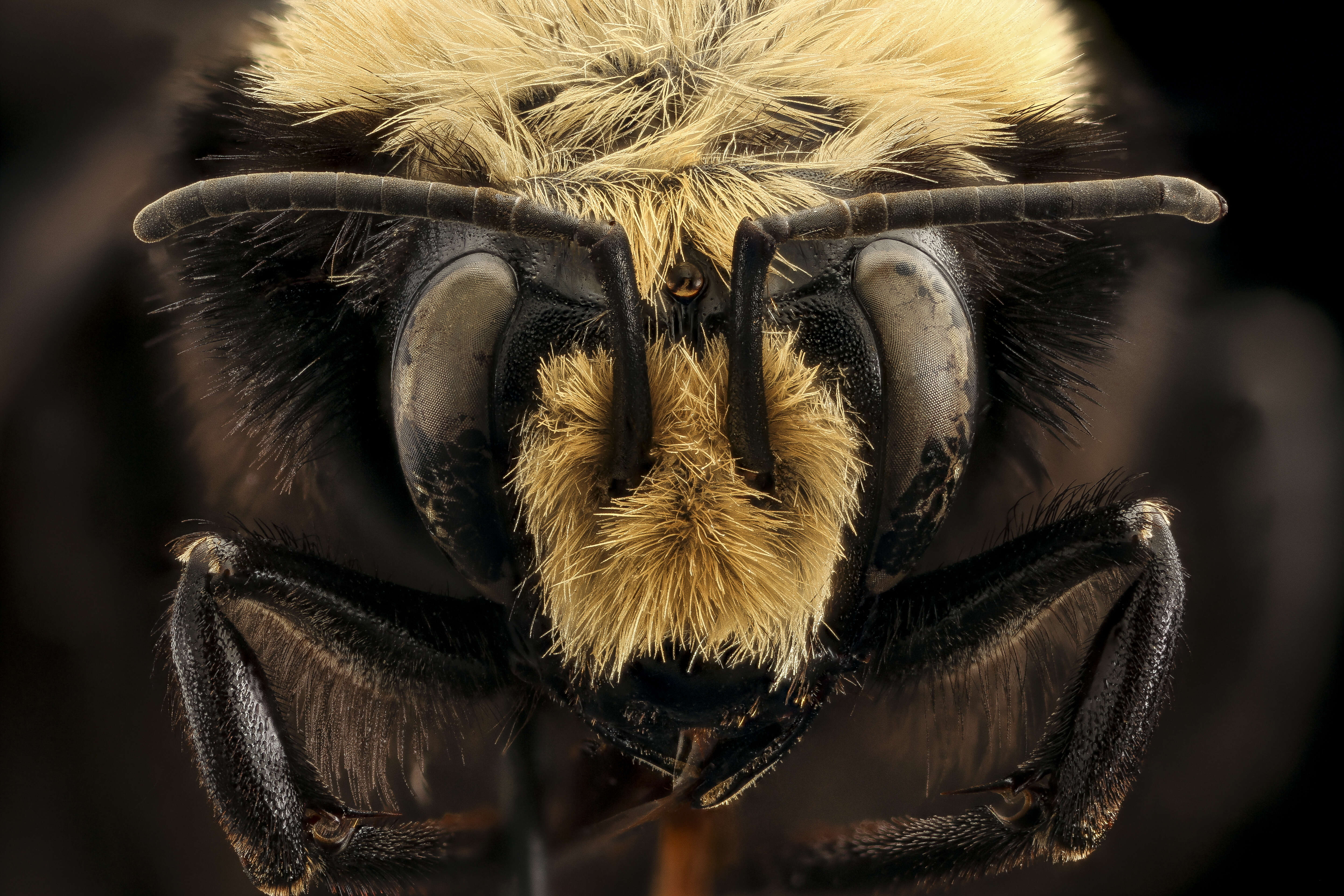 Image of Vosnesensky Bumble Bee