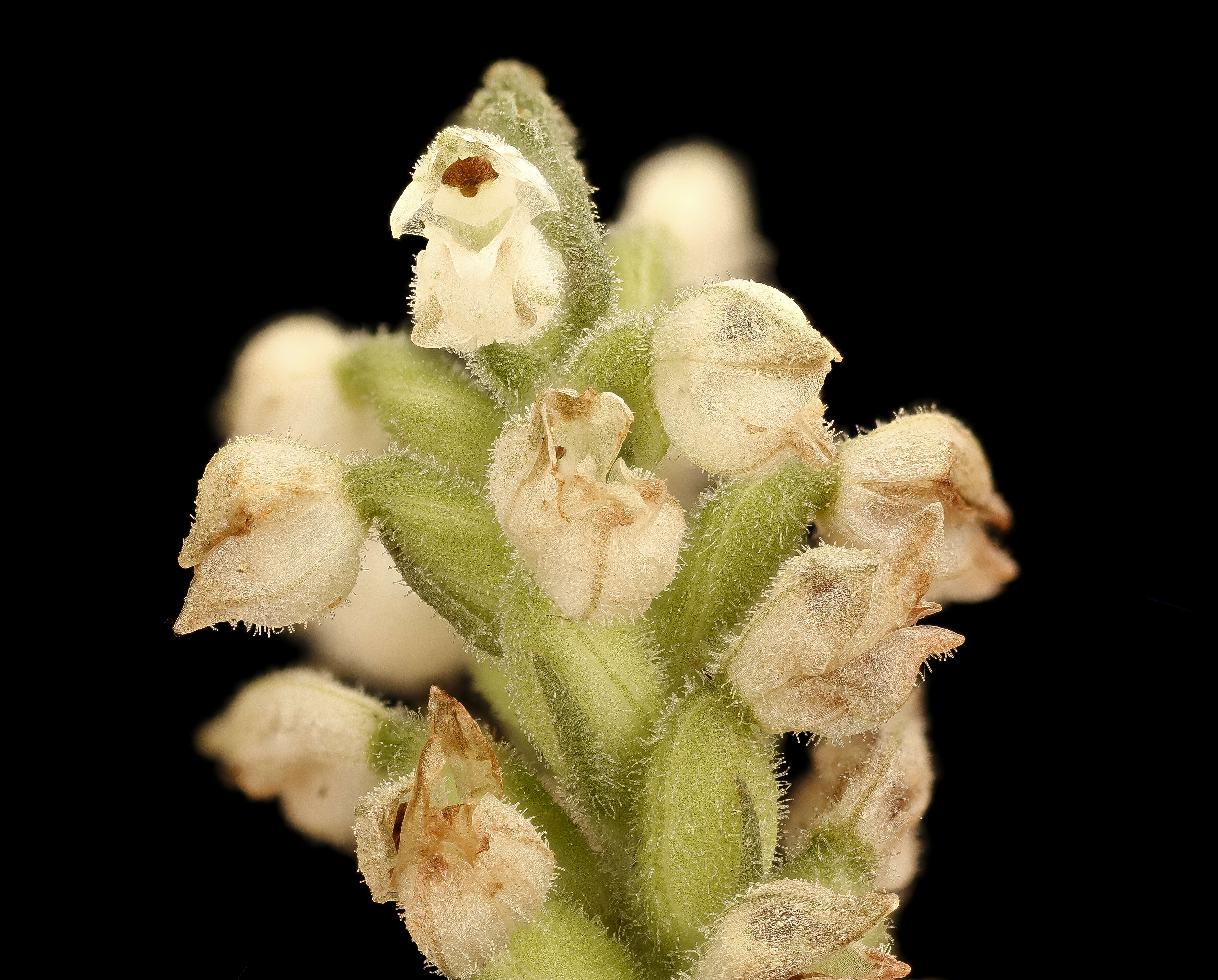 Image of downy rattlesnake plantain