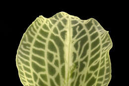 Image of downy rattlesnake plantain