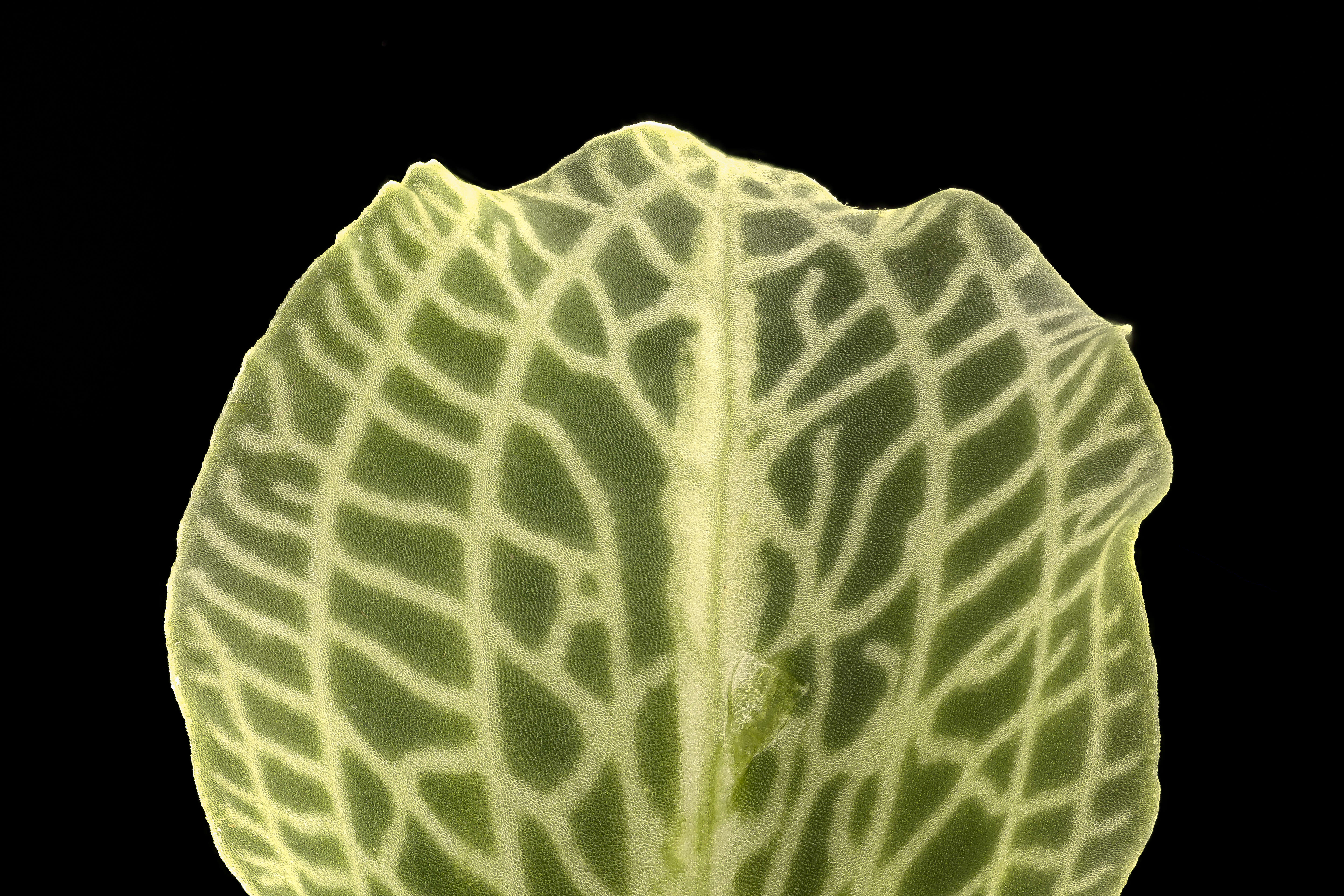 Image de Goodyera pubescens (Willd.) R. Br.