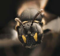 Image of Hylaeus sparsus (Cresson 1869)