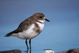 Слика од Charadrius falklandicus Latham 1790