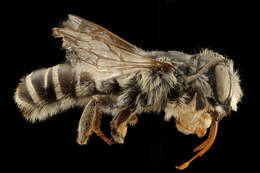 Megachile pugnata Say 1837的圖片