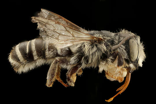 Image of Pugnacious Leaf-cutter Bee