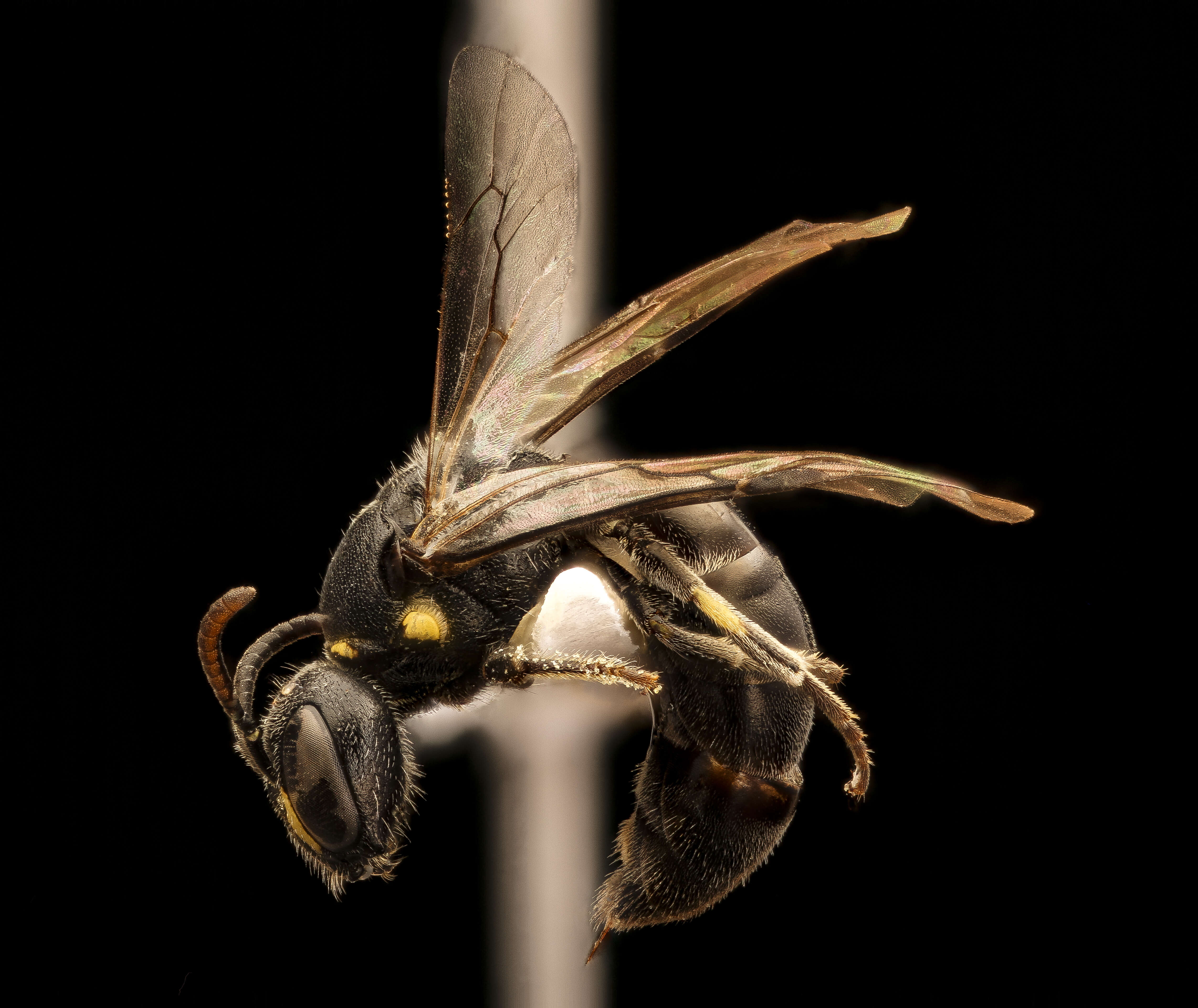 Image of Hylaeus sparsus (Cresson 1869)