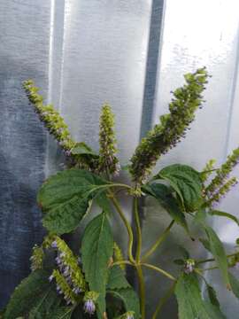 Image of crested latesummer mint