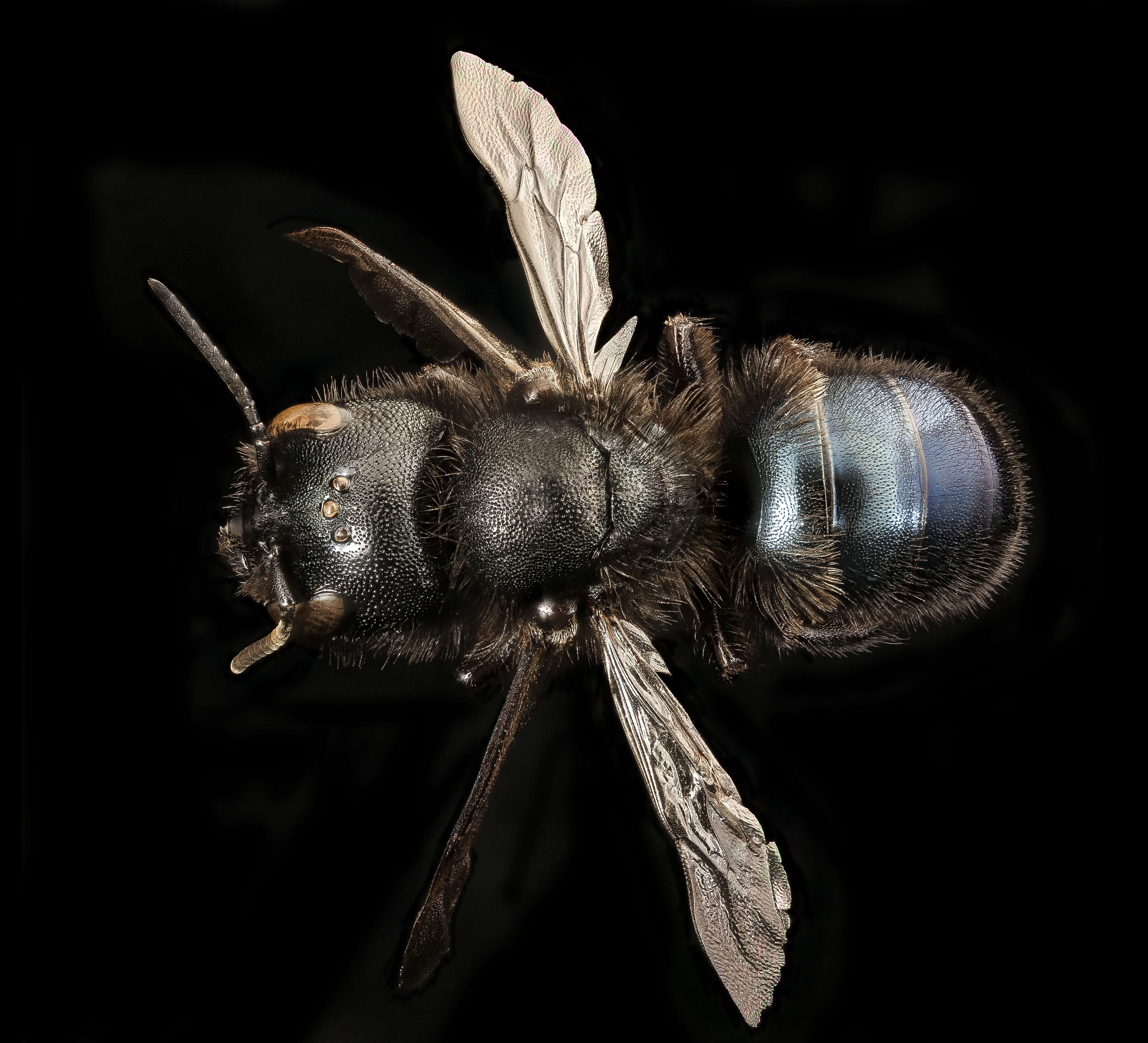 Image of Osmia montana Cresson 1864