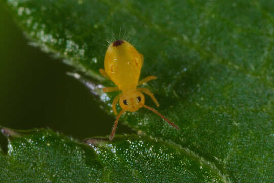 Image of Dicyrtomina minuta (Fabricius O 1783)