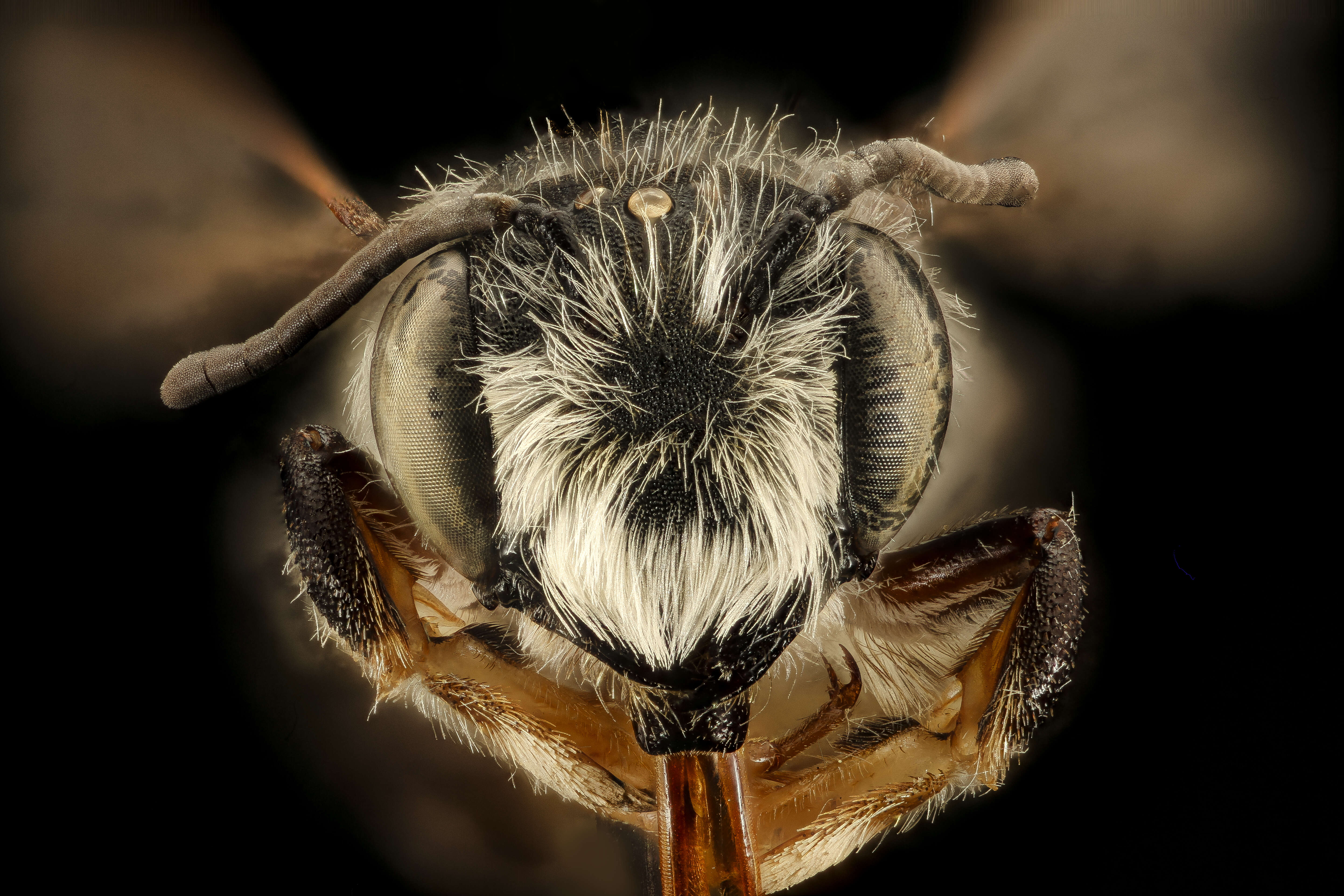 Megachile pugnata Say 1837的圖片