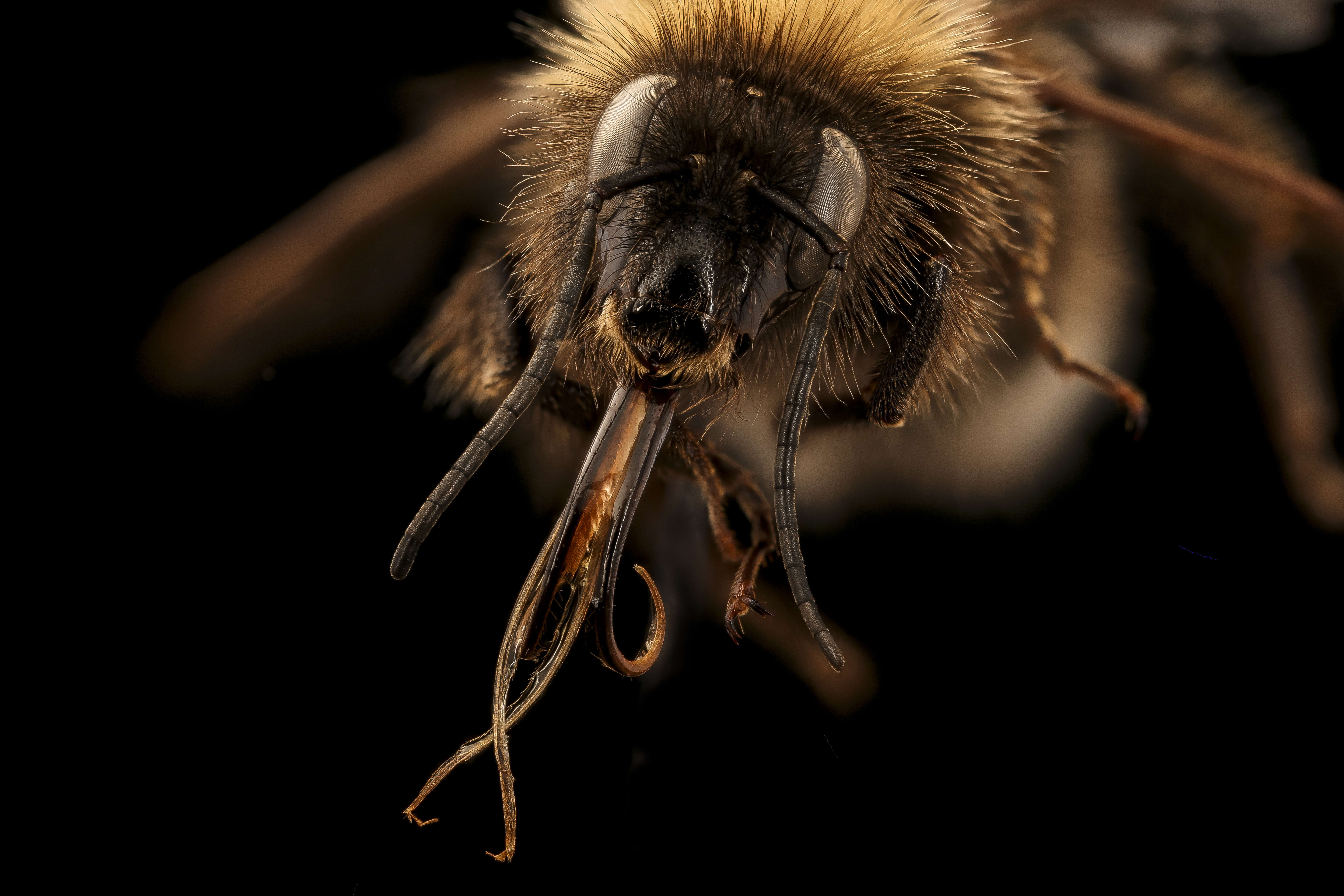 Plancia ëd Bombus hortorum (Linnaeus 1761)