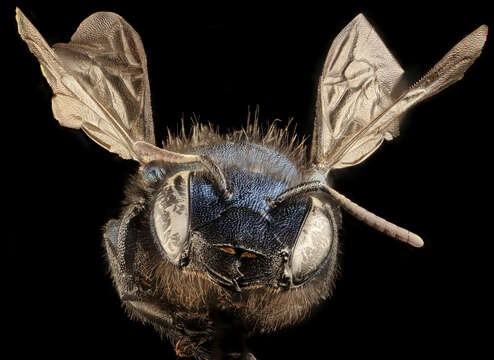 Image of Osmia grindeliae Cockerell 1910