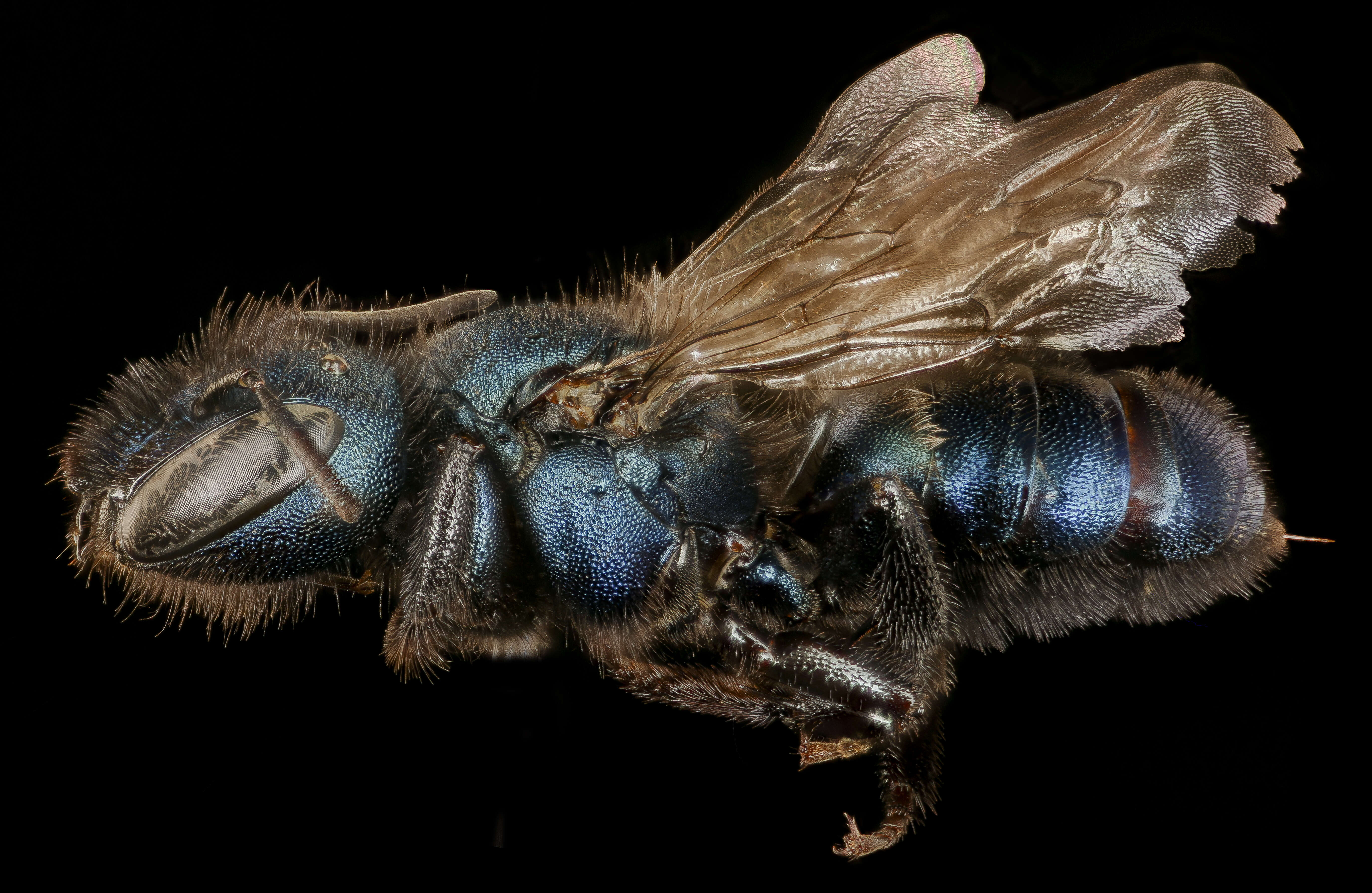 Imagem de Osmia grindeliae Cockerell 1910