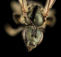 Lasioglossum admirandum (Sandhouse 1924)的圖片