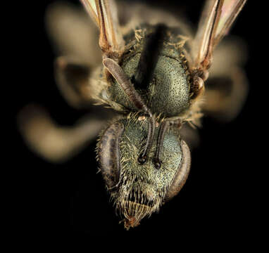 Image of Lasioglossum admirandum (Sandhouse 1924)