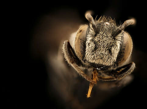 Imagem de Coelioxys gilensis Cockerell 1896