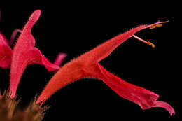 Image of scarlet beebalm