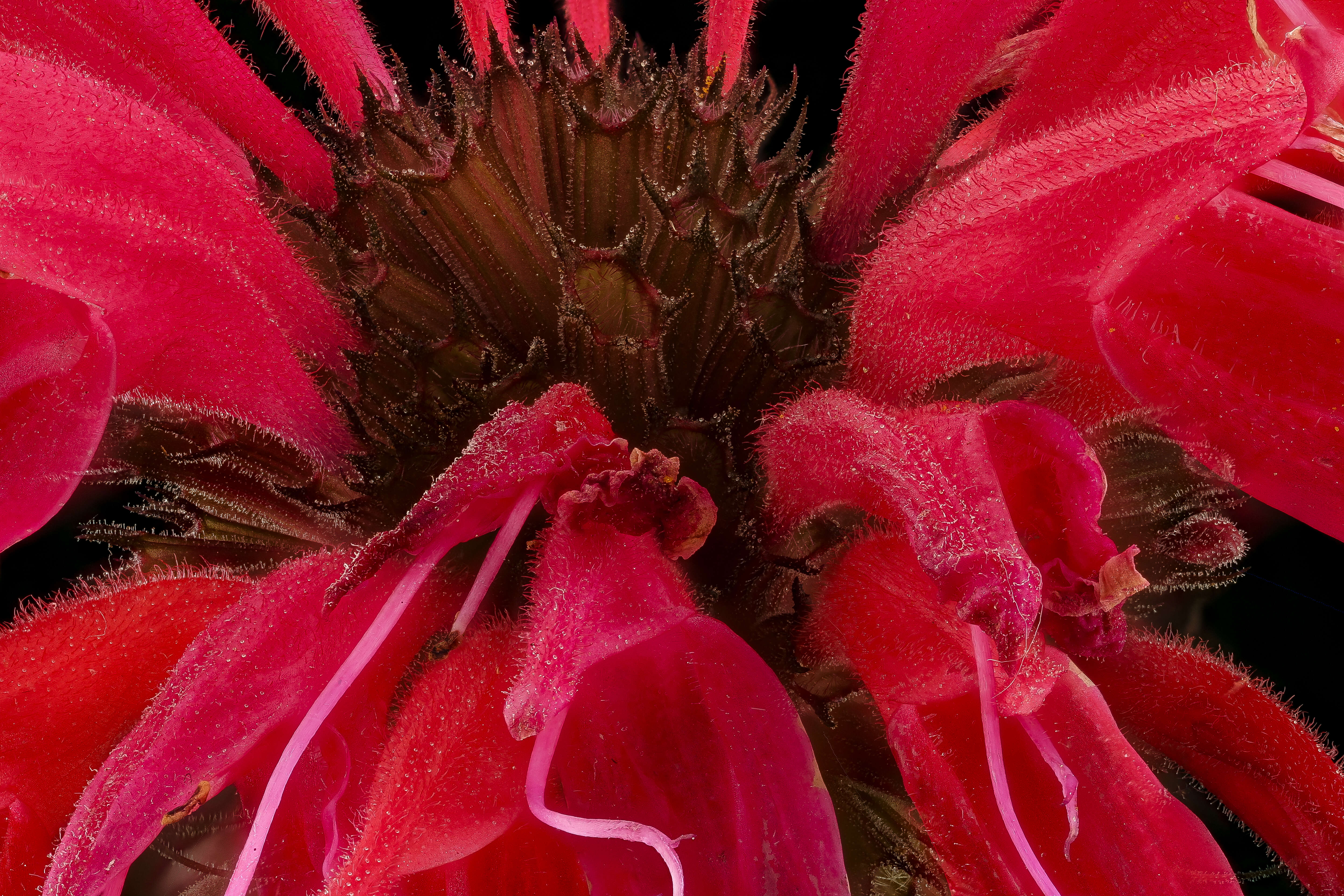 Image of scarlet beebalm