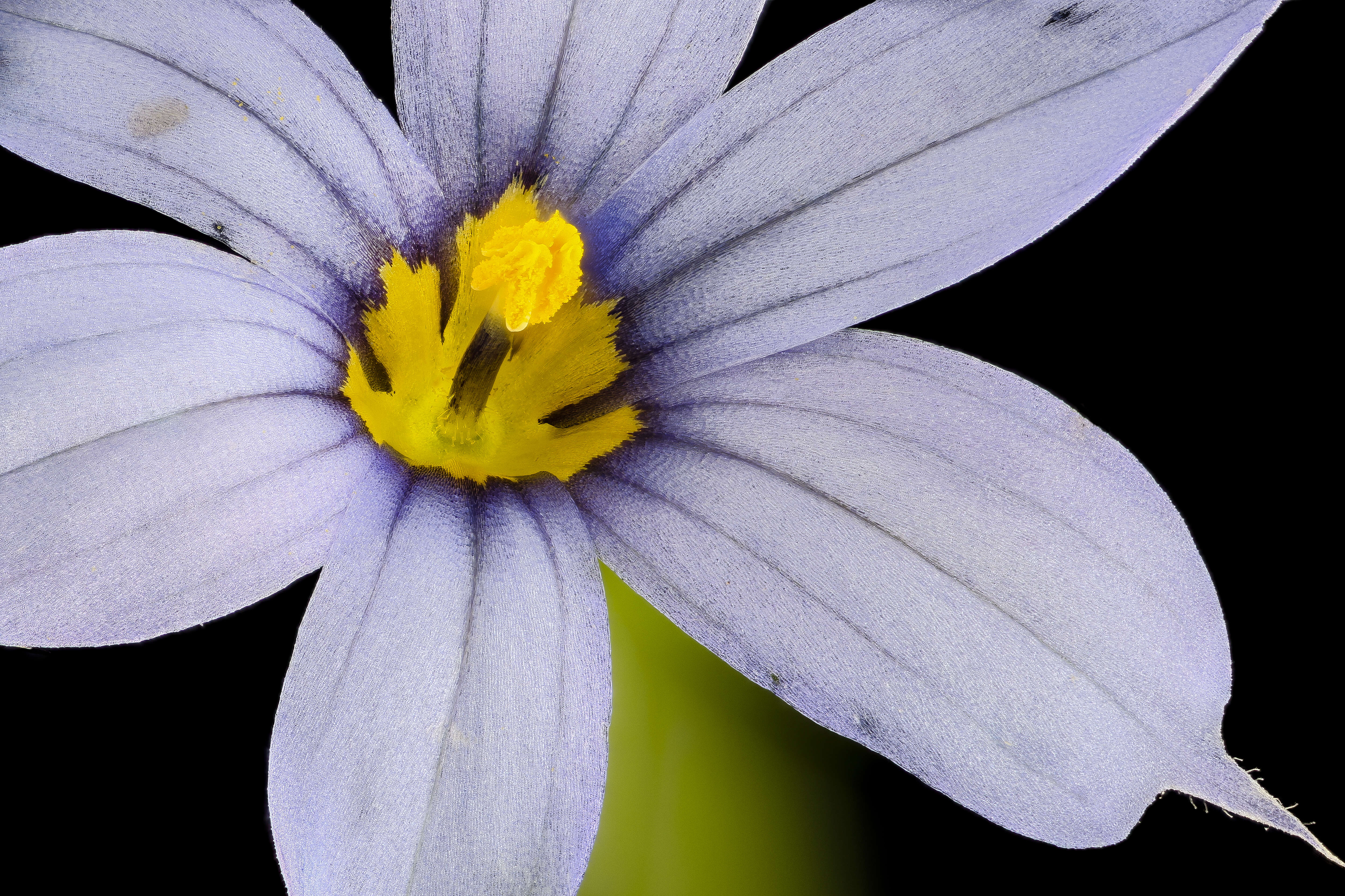 Image of narrowleaf blue-eyed grass