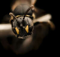 Image of Hylaeus sparsus (Cresson 1869)