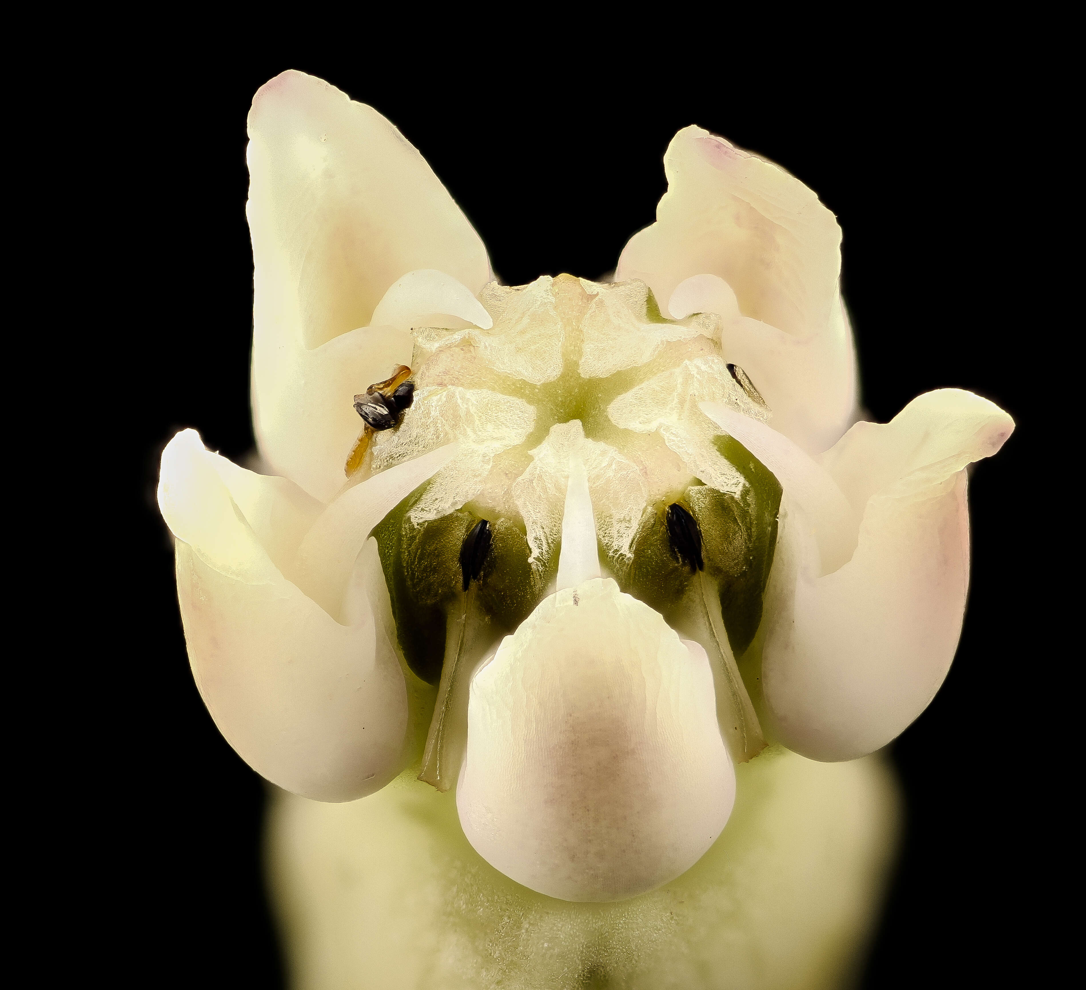 Image of common milkweed