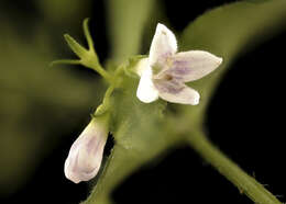 Image of longleaf summer bluet