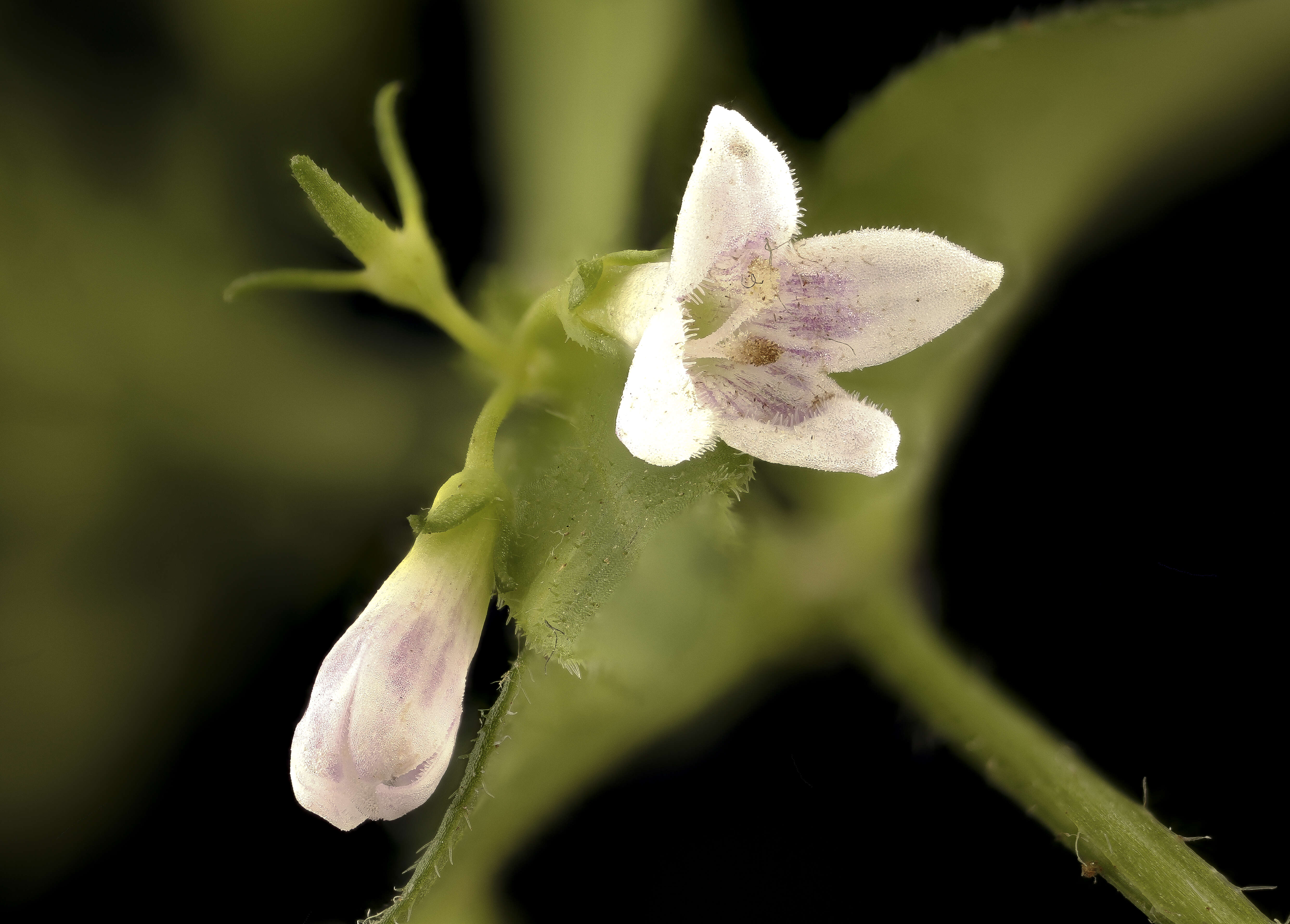 Image of longleaf summer bluet