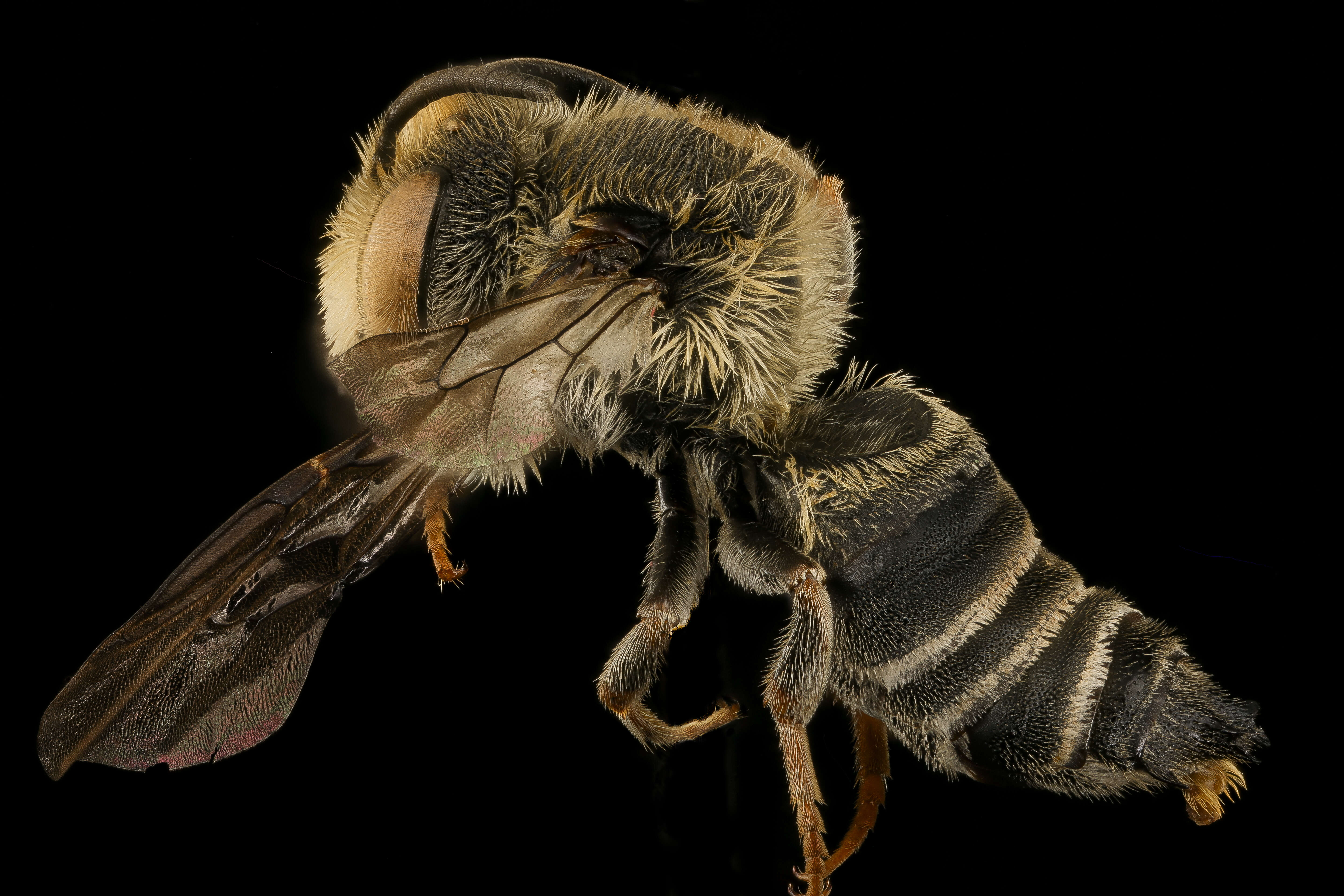 Image of Coelioxys immaculata Cockerell 1912