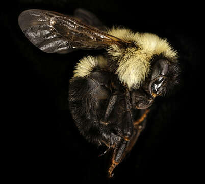 Image of Two-spotted Bumblebee