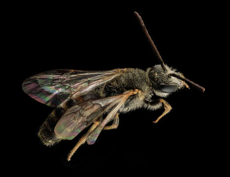 صورة Lasioglossum albipes (Fabricius 1781)