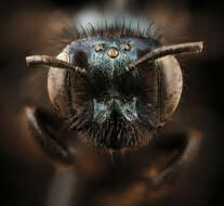 Image of Andrena chapmanae Viereck 1904