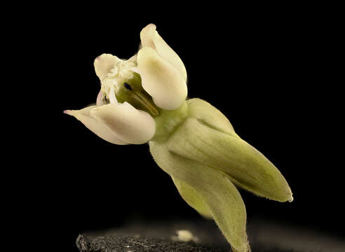 Image of common milkweed