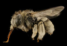 Anthophora exigua Cresson 1879 resmi