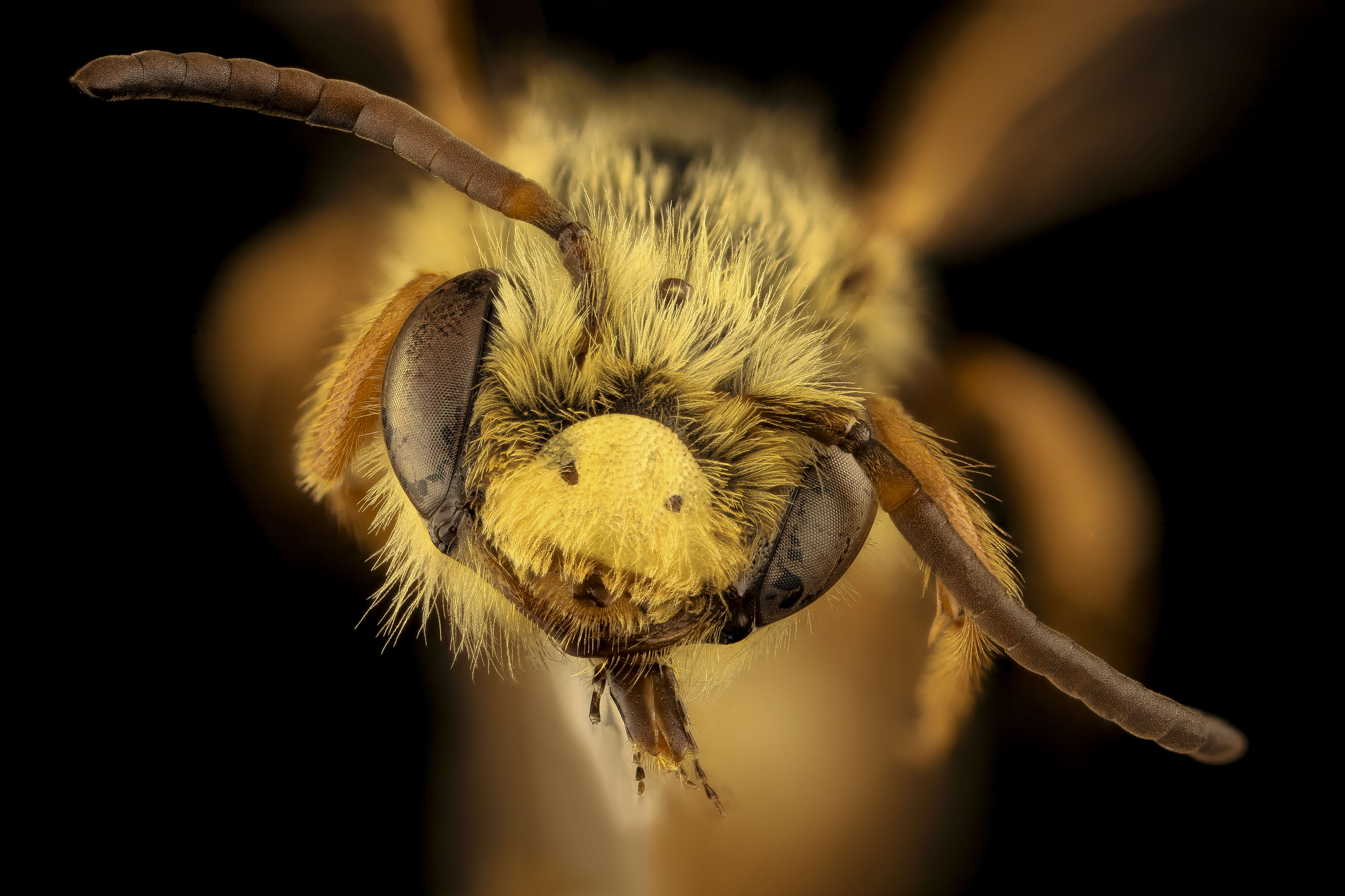 Andrena prunorum Cockerell 1896 resmi