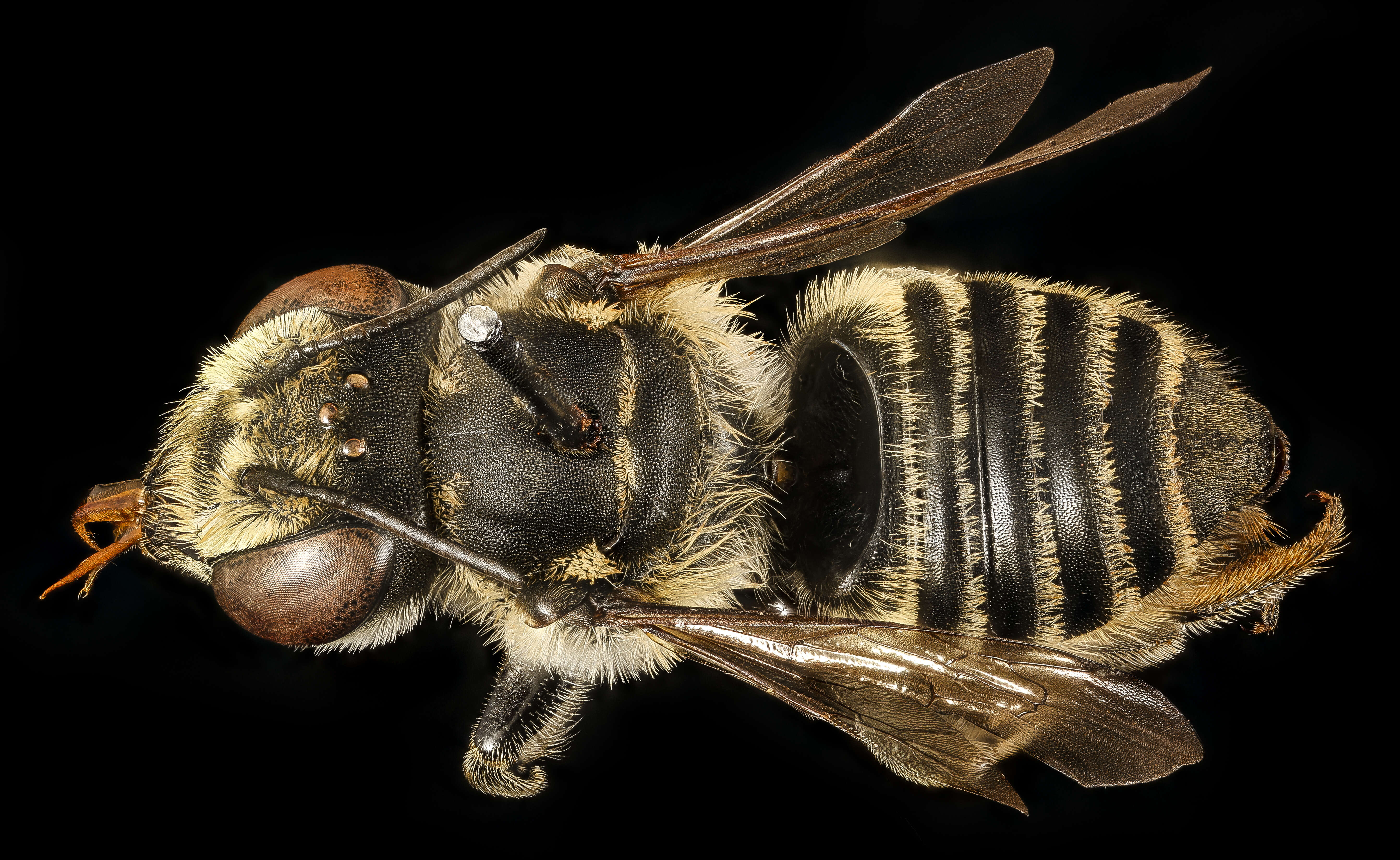 Megachile petulans Cresson 1878 resmi