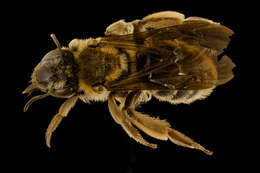 Imagem de Andrena helianthiformis Viereck & Cockerell 1914