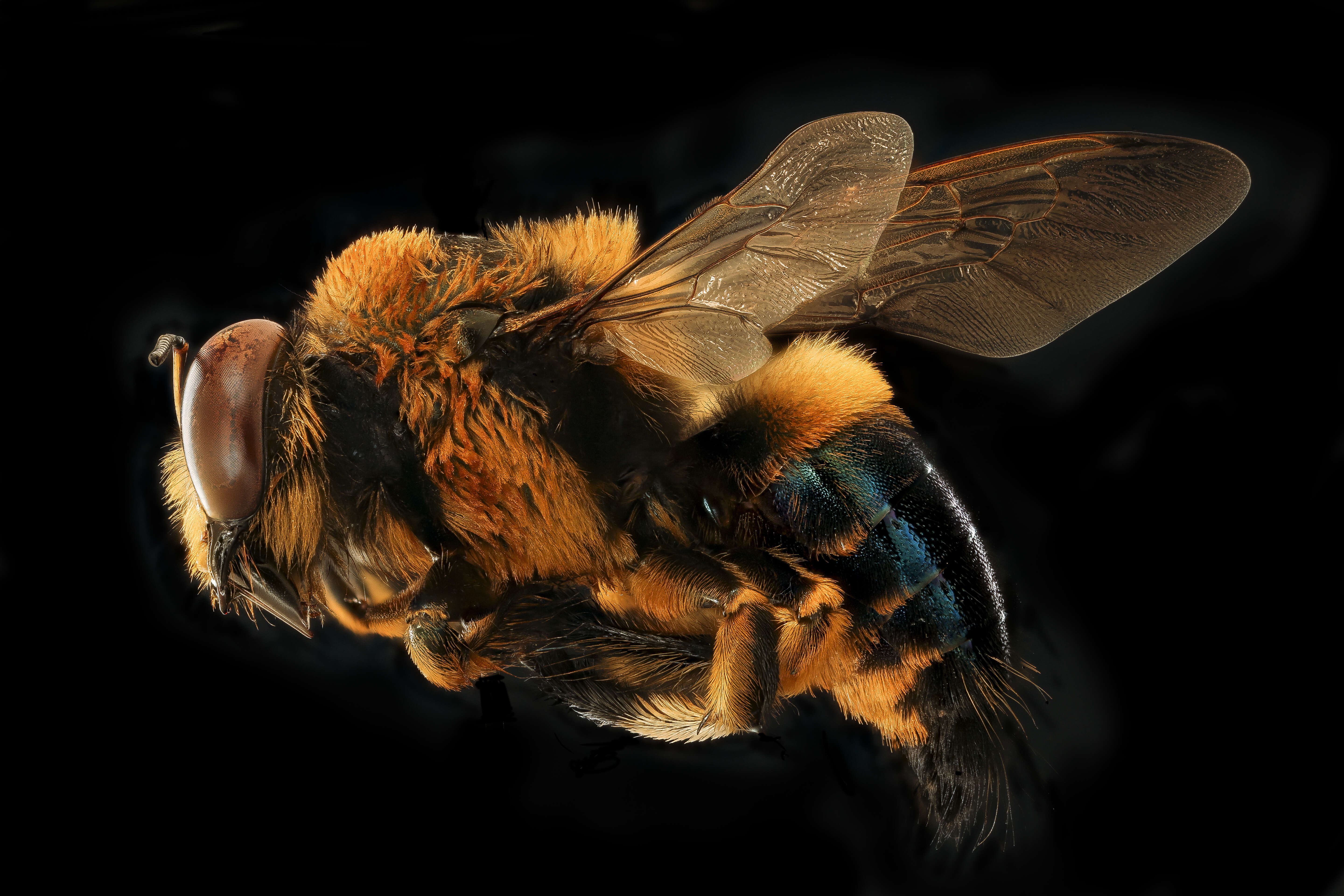 Image of Southern Carpenter Bee