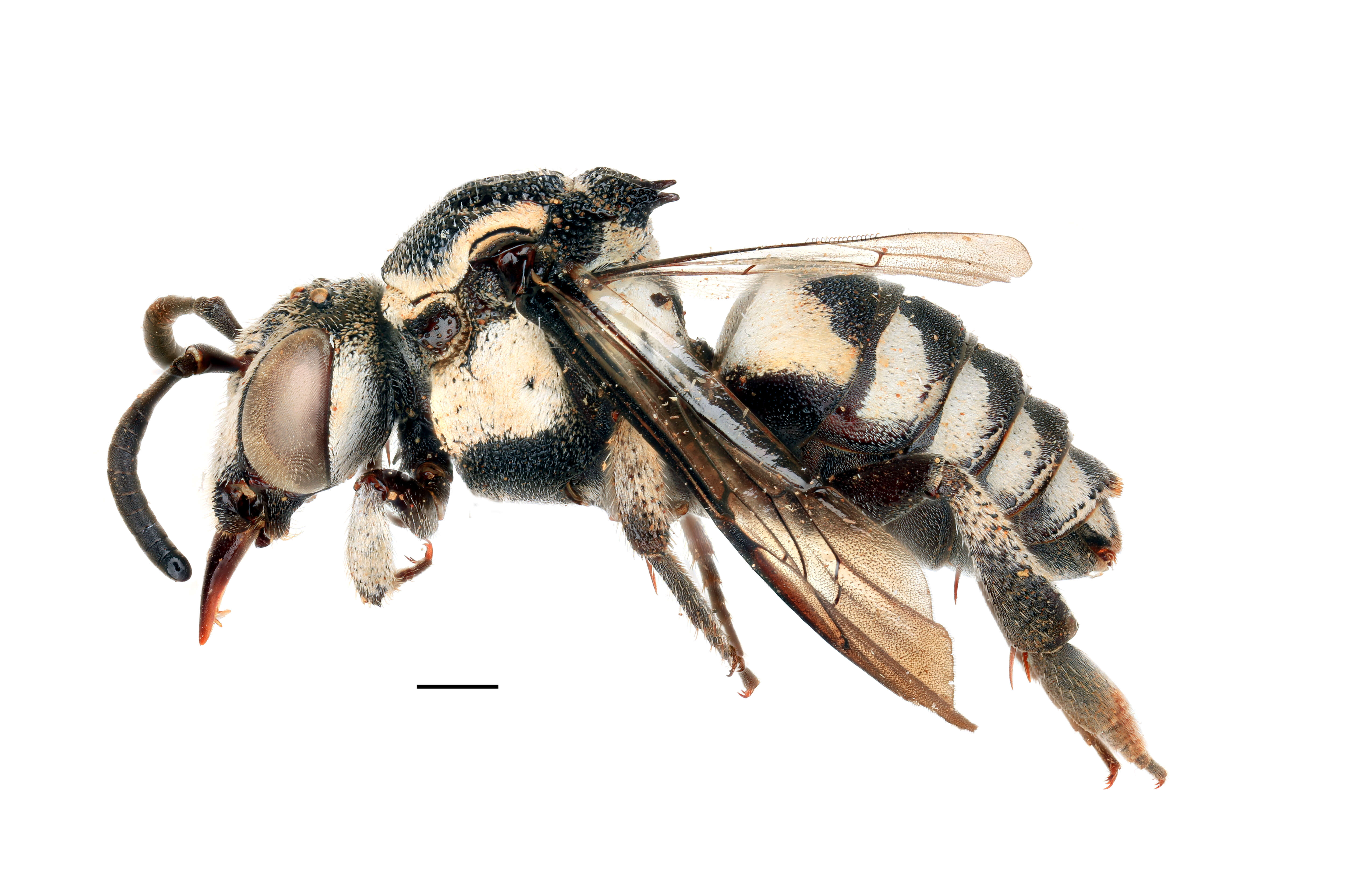 Image of Patchwork Cuckoo Bees