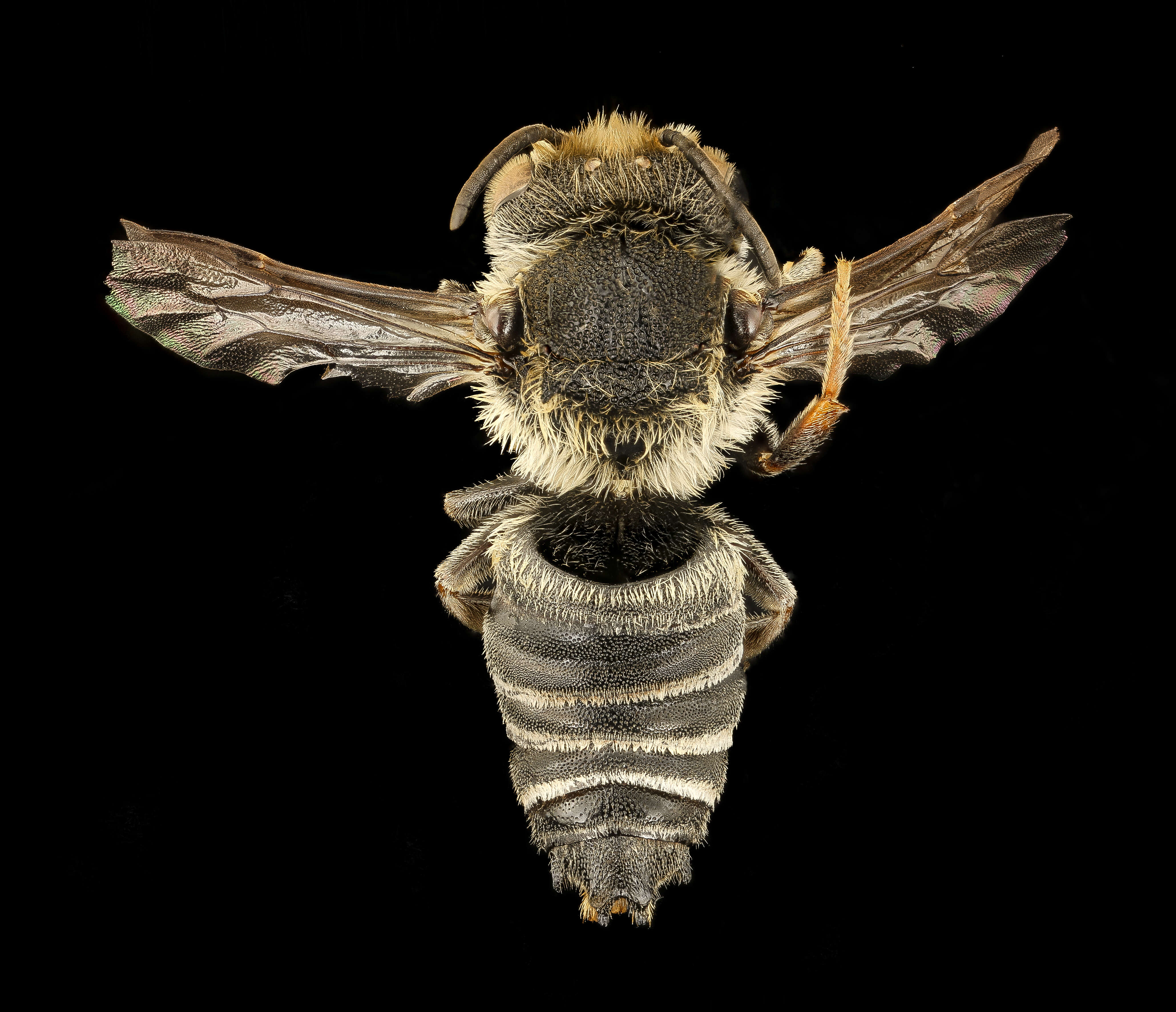 Image of Coelioxys immaculata Cockerell 1912