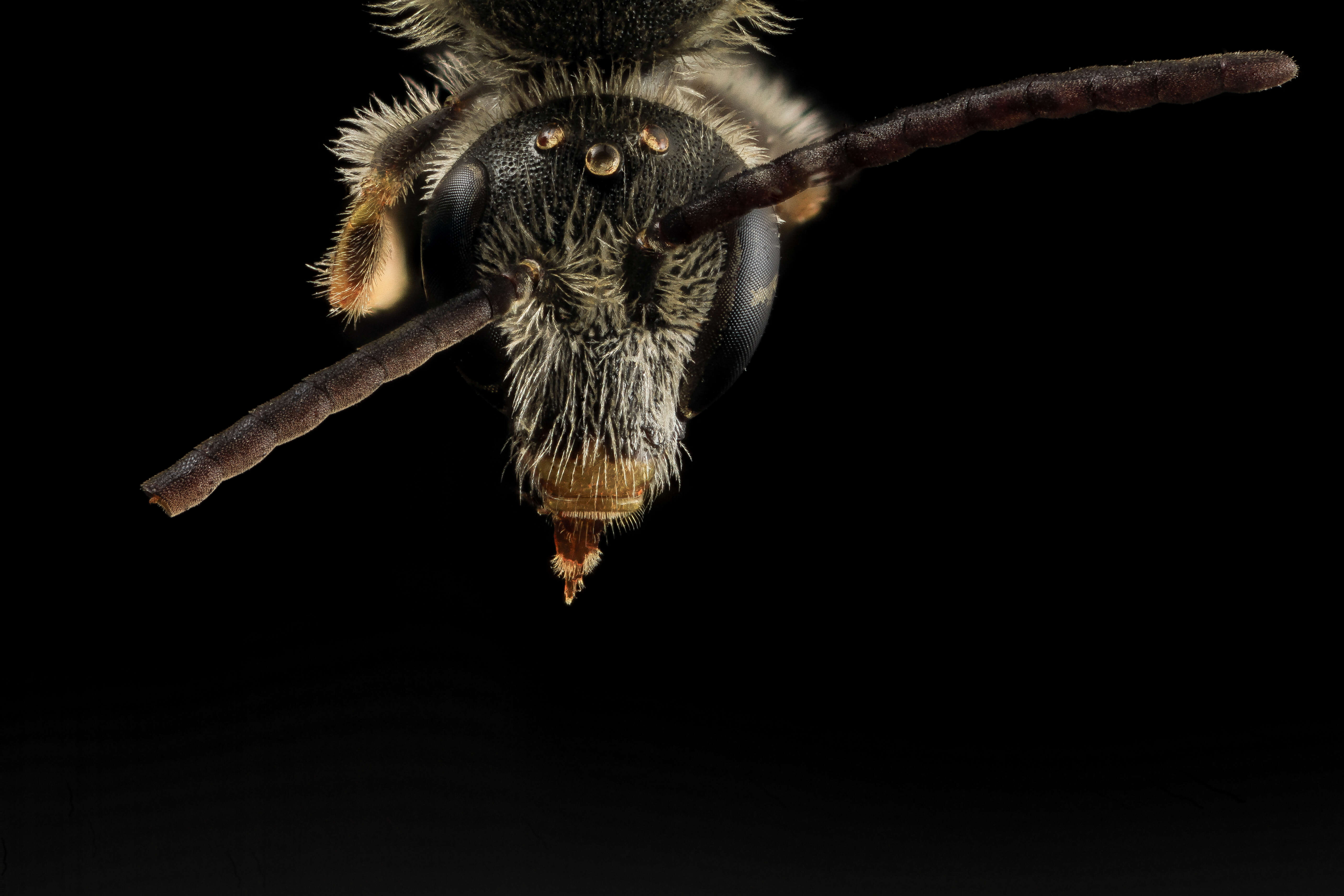 Image of Lasioglossum albipes (Fabricius 1781)