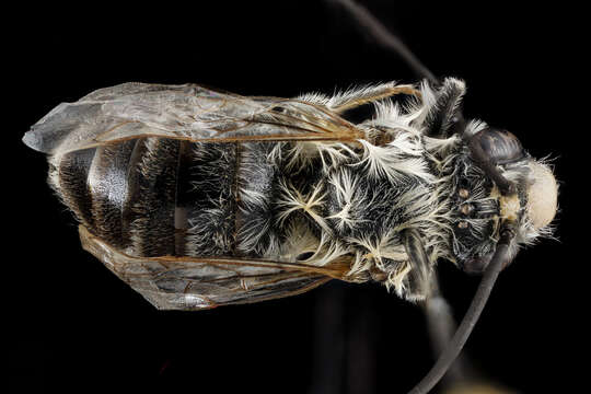 Image of Eucera dubitata (Cresson 1879)