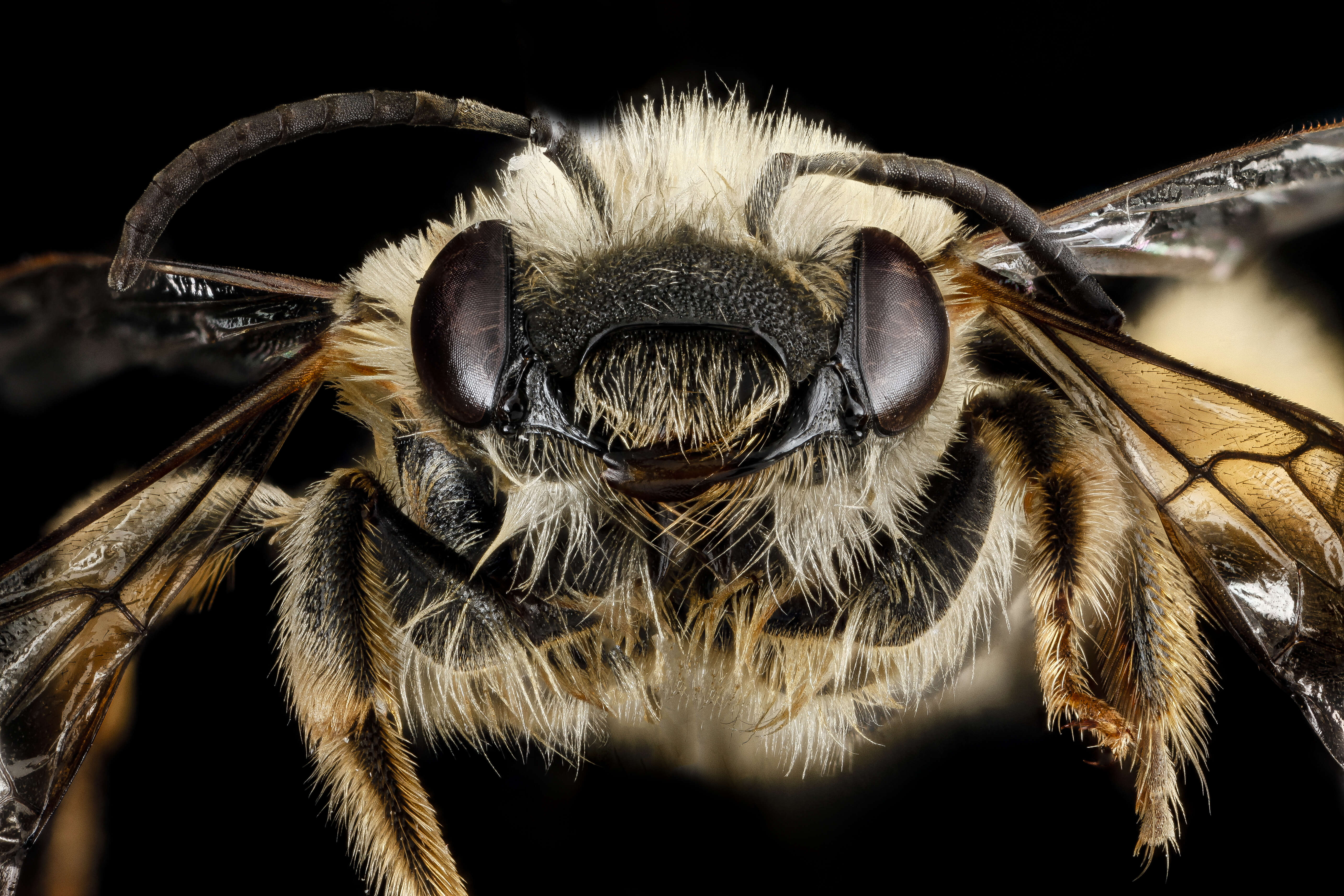 Image of Eucera dubitata (Cresson 1879)