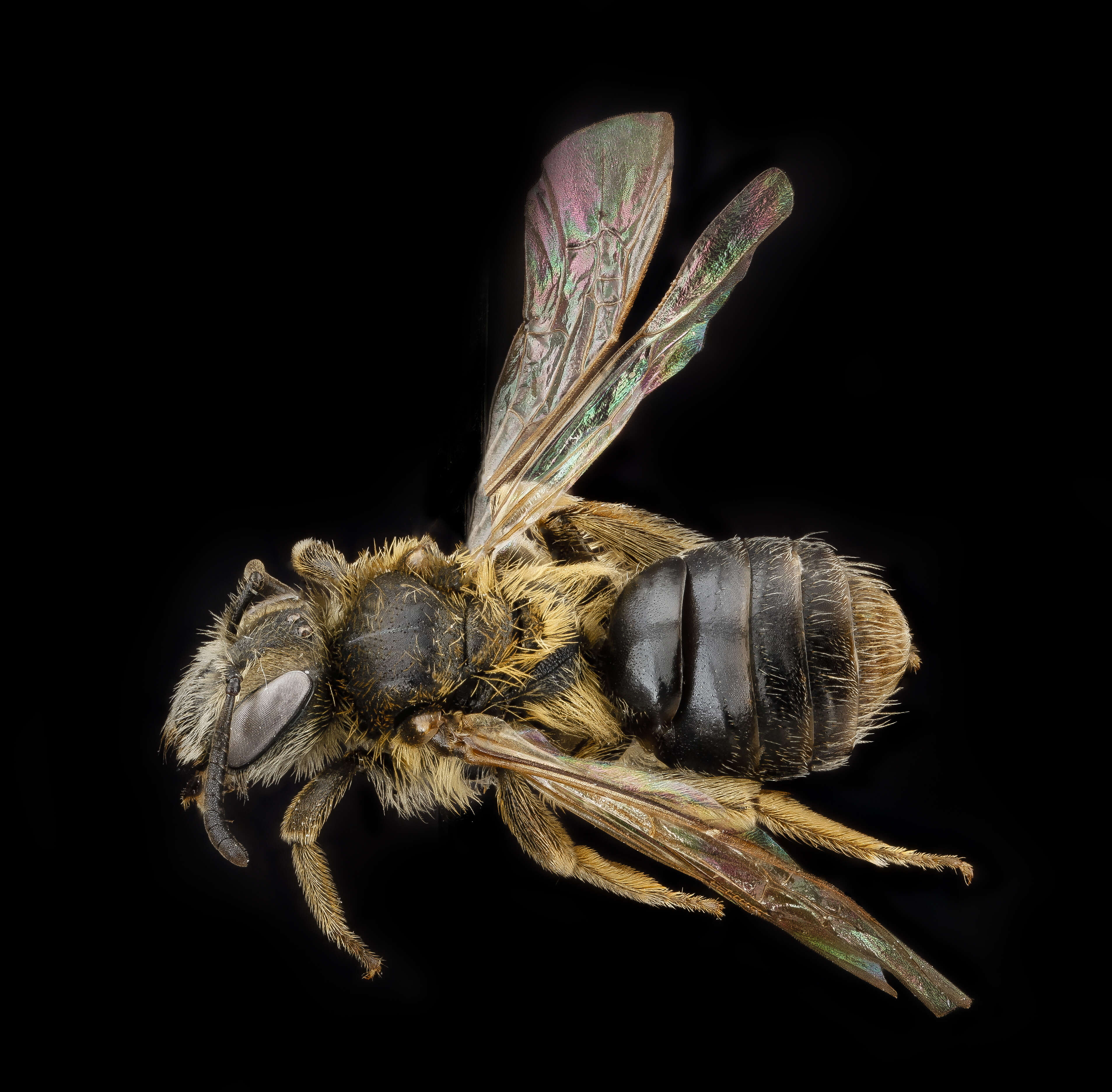 Imagem de Andrena wheeleri Graenicher 1904